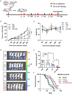 Beneficial Effect of Antibiotics and Microbial Metabolites on Expanded Vδ2Vγ9 T Cells in Hepatocellular Carcinoma Immunotherapy